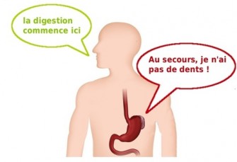 Limpact de la mastication  et le taux de glycémie