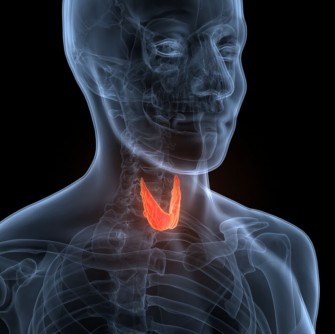 La thyroïdite de Hashimoto