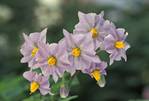 Fleurs de pomme de terre