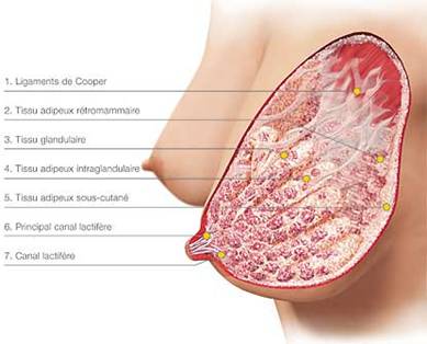 Anatomie de la glande mammaire en coupe